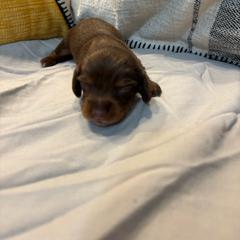 Belle - Chocolate and tan female Dachshund puppy in Wayland, Iowa from CR Kennels