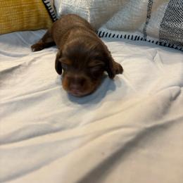 Belle - Chocolate and tan female Dachshund puppy in Wayland, Iowa from CR Kennels