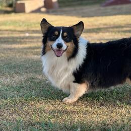 Rollo - Pembroke Welsh Corgi