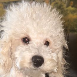 Poodles from Plush Toy Poodle Puppies & Pals