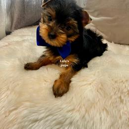 Yorkshire Terrier Puppies from Lala’s Pups