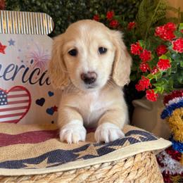Chickie - Cream female Dachshund puppy in Perryville, Maryland from Heavenly Heritage Dachshunds and Doods