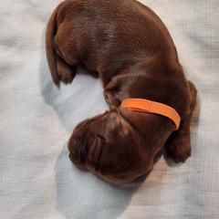 Irish Setter and Labrador Retriever Puppies from Down setters and labs