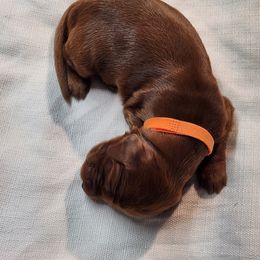 Irish Setter and Labrador Retriever Puppies from Down setters and labs
