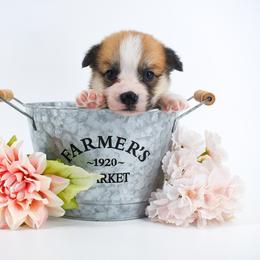 Aspen - Red male Pembroke Welsh Corgi puppy in San Antonio, Texas from Moxxi's Legacy Corgis