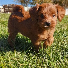 Buttercup - Red  female Goldendoodle puppy in Grand Junction, Colorado from QP Doodles