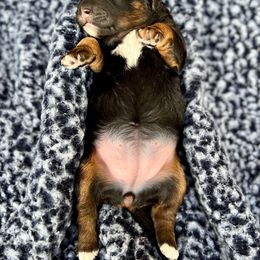 Goldendoodle and Poodle Puppies from SnickerDoodlePups