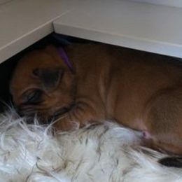 Rhodesian Ridgeback Puppies from Krystal Rhodesian Ridgebacks