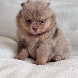 Crumbl - Chocolate merle female Pomeranian puppy in Canandaigua, New York from Fingerlakes Pomeranians