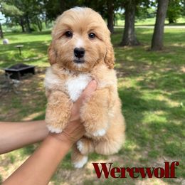 Werewolf - Red male Bernedoodle puppy in Springfield, Missouri from PoodlelyDoodlely