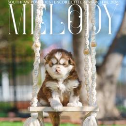 Melody - Red and white female Pomsky puppy in Mattoon, Illinois from Southpaw Pomskies