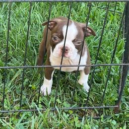 Leon - Red male Boston Terrier puppy in Fillmore, Illinois from Wind Hill Puppies