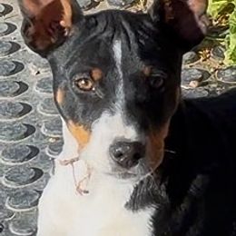 Male 1 - Black tan and white male Rat Terrier puppy in Denver, Colorado from K2 RAT TERRIERS (COLORADO)