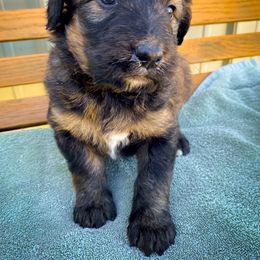 Bernedoodle and Siberian Husky Puppies from Timberline Paws