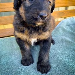 Bernedoodle and Siberian Husky Puppies from Timberline Paws