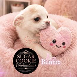 Chihuahua Puppies from Sugar Cookie Chihuahuas