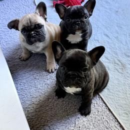 American Bully and French Bulldog Puppies from Bolt Action Kennel