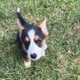 Cookie - Black and tan female American Corgi puppy in Register, Florida from Southern Georgia Corgi Loafs