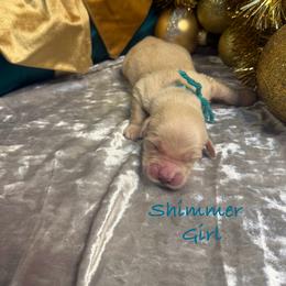 Shimmer - Light golden female Golden Retriever puppy in Rockville, Minnesota from Bracha Poodles & Doodles