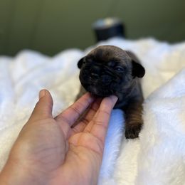 French Bulldog Puppies from South House Bulldogs