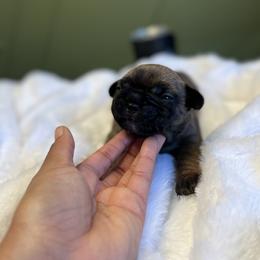 French Bulldog Puppies from South House Bulldogs