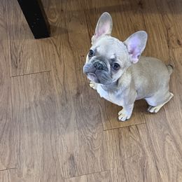 French Bulldog All Grown Up from Noel’s Frenchies