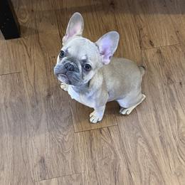 French Bulldog All Grown Up from Noel’s Frenchies