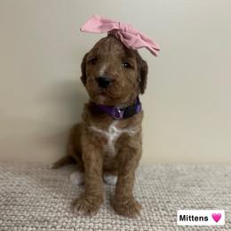 Mittens - Red  female Goldendoodle puppy in Crothersville, Indiana from Wischmeier’s Doodles