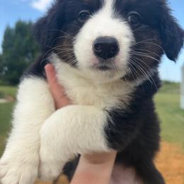 Sierra - Black tri female Miniature Australian Shepherd puppy in Weatherford, Texas from F & T Aussies