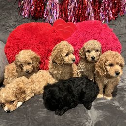 Cockapoo Puppies from Puppy Love