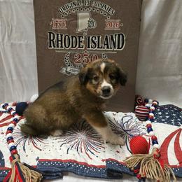 Rhodie - Sable and white male English Shepherd puppy in Ozark, Missouri from Town & Country English Shepherds