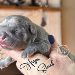 Got - Tricolors female French Bulldog puppy in Salem, Oregon from Toy House Frenchies
