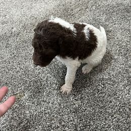 Aussiedoodle and Poodle Puppies from Covington Acres