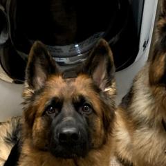 German Shepherds from Mitterwest  Longhaired Shepherds