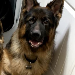 German Shepherds from Mitterwest  Longhaired Shepherds
