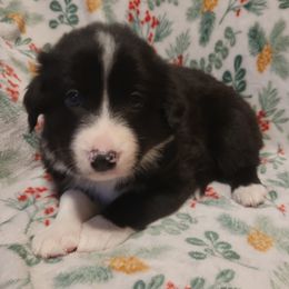 Boo - Black and white male Border Collie puppy in Watsontown, Pennsylvania from Kate Gresham