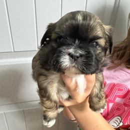 Diamond - Brindle and white female Shih Tzu puppy in Fletcher, North Carolina from Shihtzu_NC