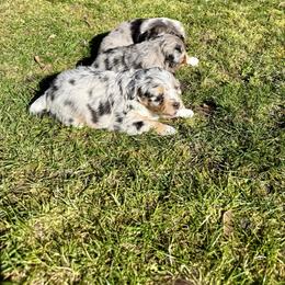 Amora - Blue merle female Aussiedoodle puppy in Grants Pass, Oregon from Woodwind Miniatures