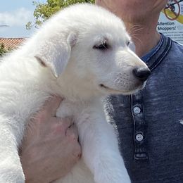 Boy 1 - White male German Shepherd puppy in Camarillo, California from Robert's White German Shepherds