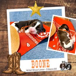 Boone - Liver white and tan male English Springer Spaniel puppy in Albany, Minnesota from Farm Fresh Labradors & English Springers