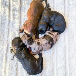 Cockapoo puppies from Doodle Acres