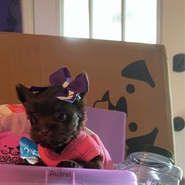 Aubrei - Chocolate and tan female Yorkshire Terrier puppy in Montgomery County, Alabama from Alabama Yorkies of the South (Sierra’s Yorkshire Terrier Babies)