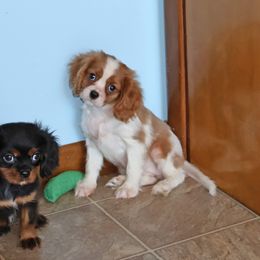 Girl 1 - female Cavalier King Charles Spaniel puppy in Pleasant City, Ohio from cywood's ohio cavaliers