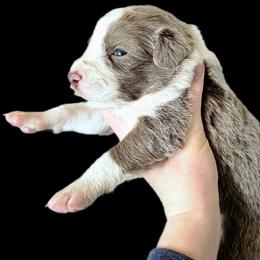 Bud - Lilac male Border Collie puppy in Cedar Springs, Michigan from Lyncroft Border Collies