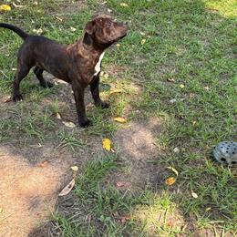 2 - Brindle male Staffordshire Bull Terrier puppy in Longview, Texas from PWH Farms