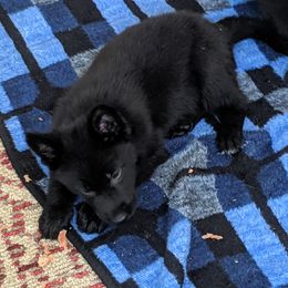 German Shepherd Puppies from Valley Shepherds LLC