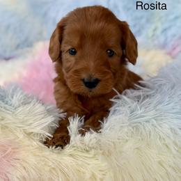 Rosita - Red female Australian Labradoodle puppy in Londonderry, New Hampshire from Granite State Labradoodles