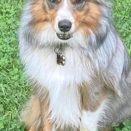 Toy Australian Shepherds from Kaywood Brown