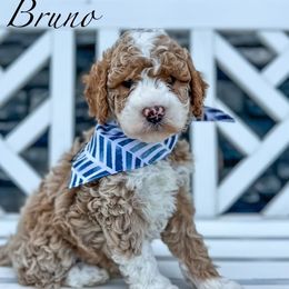 Bruno - Goldendoodle puppy from JW Doodles