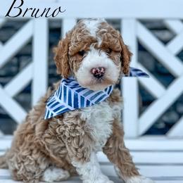 Bruno - Goldendoodle puppy from JW Doodles